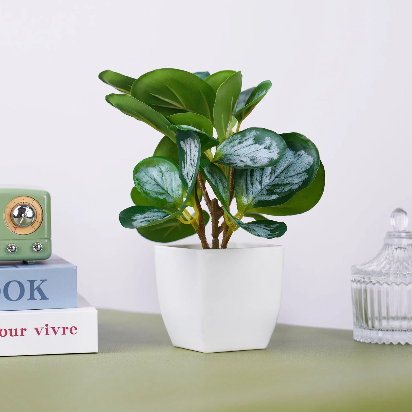 Evergreen Mini Bonsai