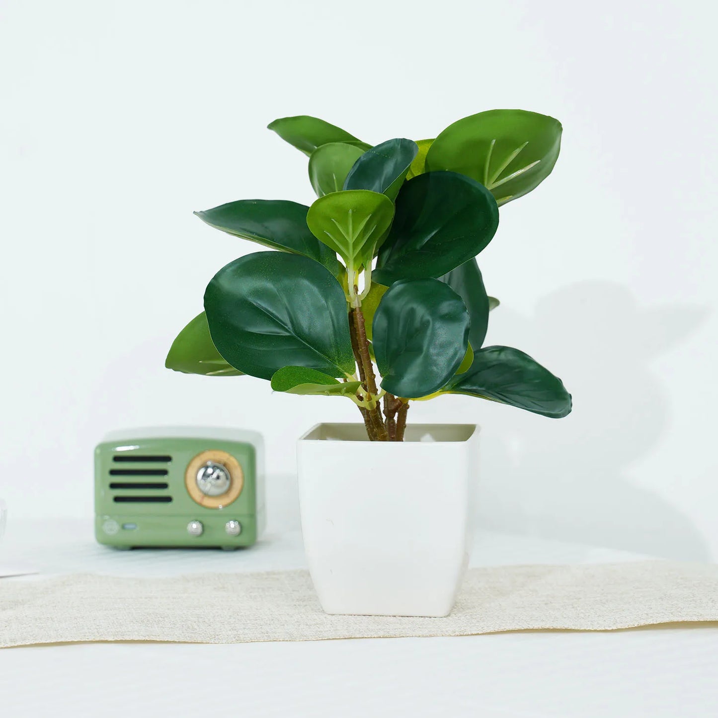 Evergreen Mini Bonsai