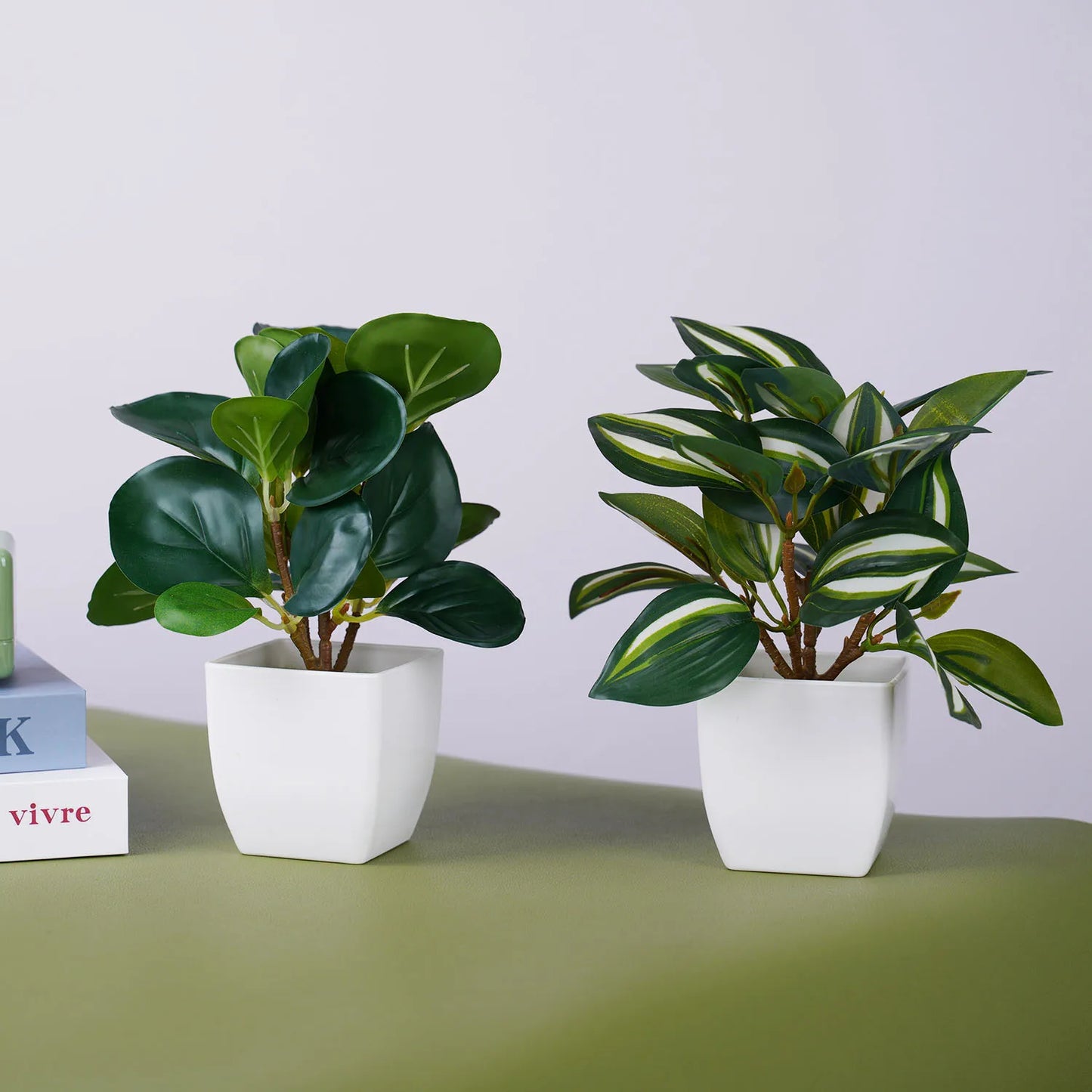 Evergreen Mini Bonsai