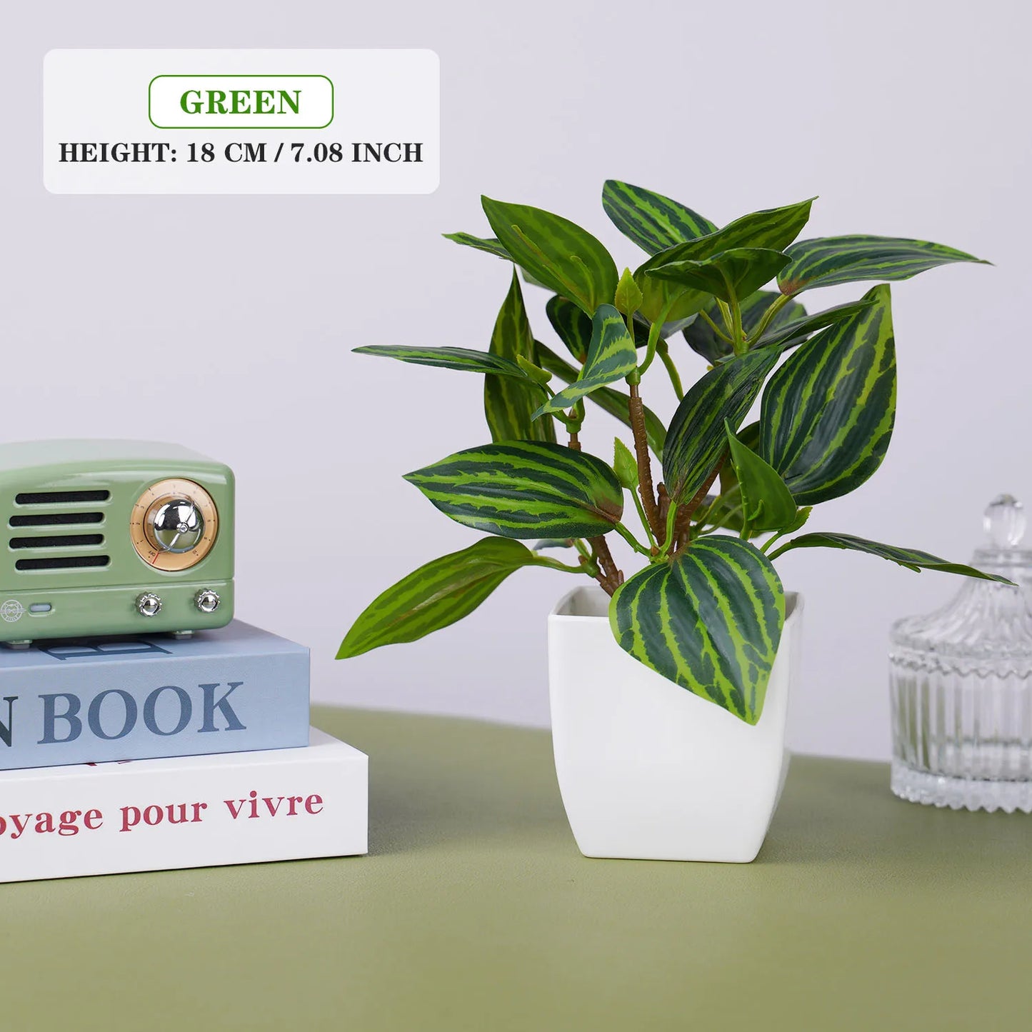 Evergreen Mini Bonsai