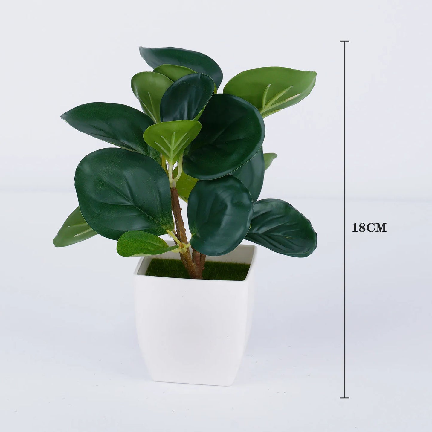 Evergreen Mini Bonsai