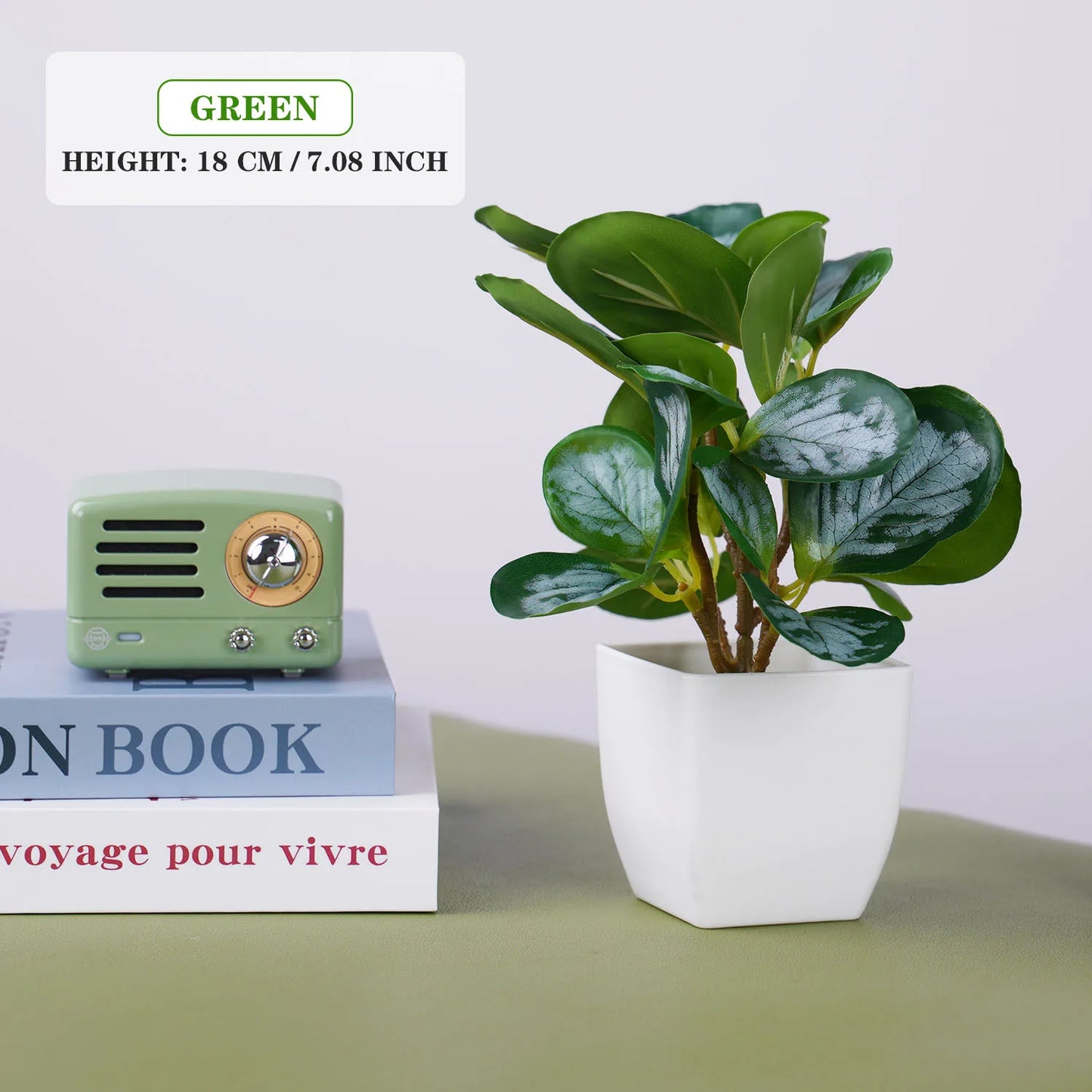 Evergreen Mini Bonsai